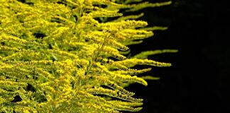 Po czym nie można sadzić truskawek?