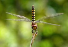 Jak wysoko latają szybowce?