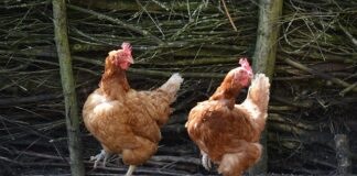 Jakie są typy ładowarek do telefonu?