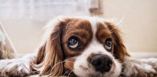 Czy można trzymać psa na łańcuchu?