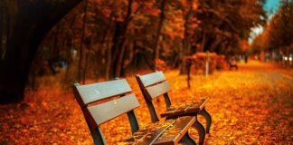 Ile kosztuje ławka ze sztangą?