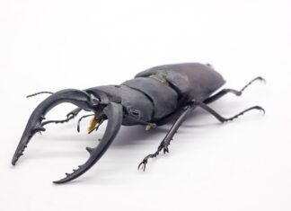 Jak stworzyć łopatę?