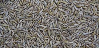 Kto produkuje Dacia Sandero?