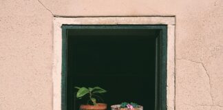 Kiedy podlewać pomidory w szklarni rano czy wieczorem?