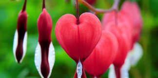 Ile dni po porodzie się krwawi?