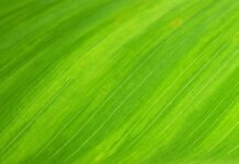 Jak odróżnić żyle od tętnicy?