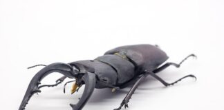 Jaka łopatę kupić?