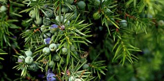 Co robić żeby zwiększyć owocowanie pomidorów?