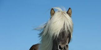 Ile ma koni Audi A5 20?