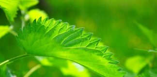 Czy dawać Pokrzywę pod pomidory?