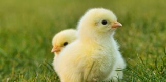 Czy kran to bateria?