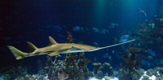 Dlaczego piła spalinowa tnie pod skosem?