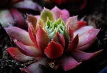 Jakiej grubości deski na ławkę?